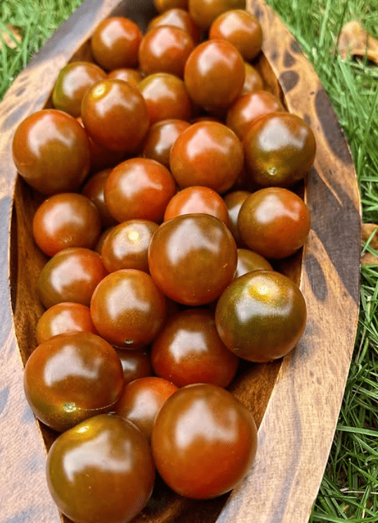 Tomate cerise Brune – Gaia Organic Seeds
