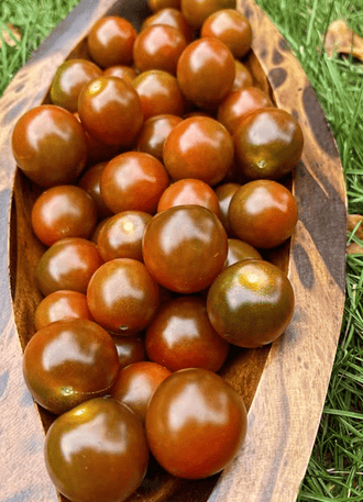 Tomate cerise Brune – Gaia Organic Seeds