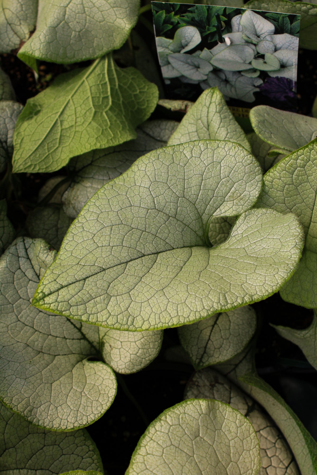 Myosotis du Caucase ‘Alexandria’ — Brunnera