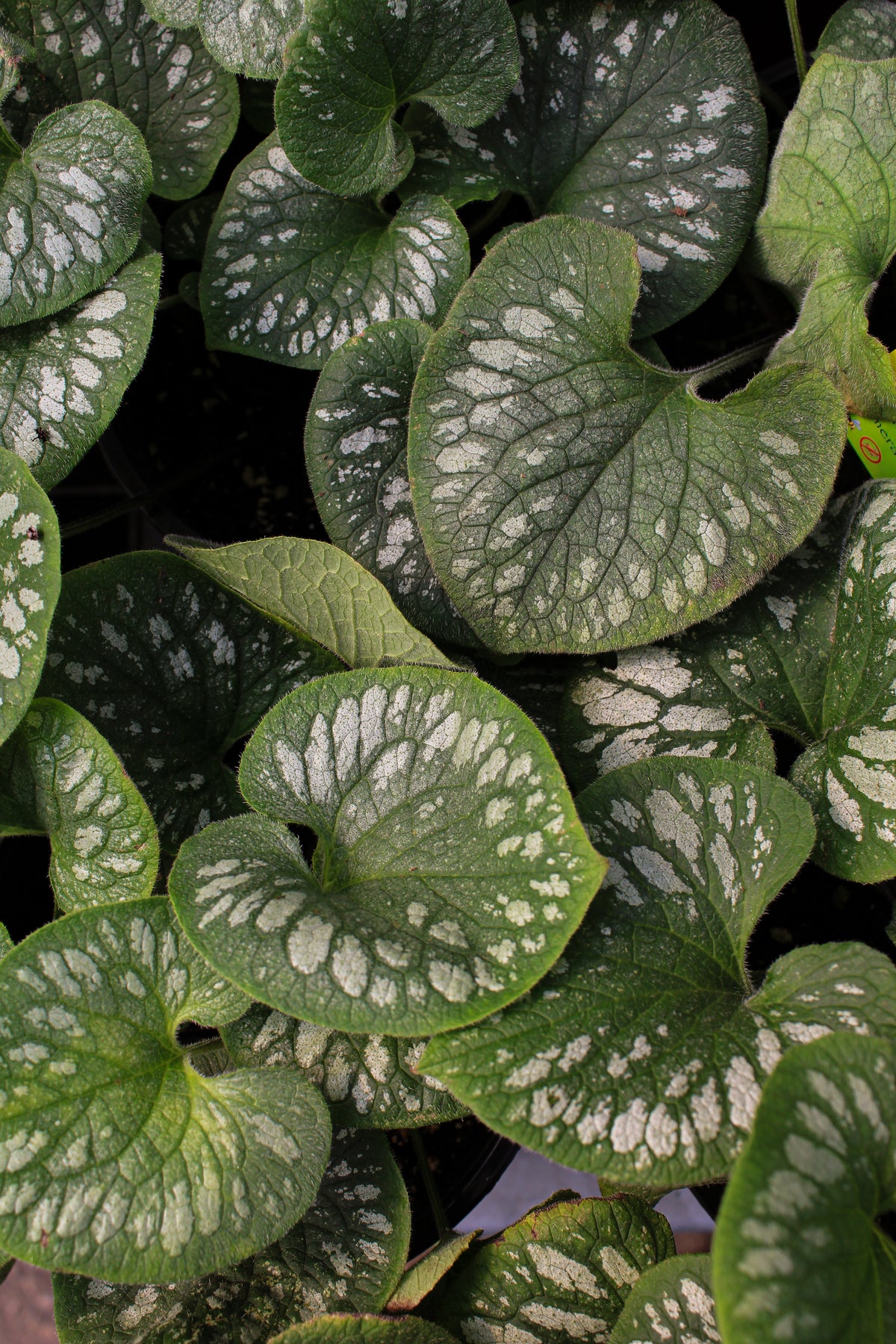 Myosotis du Caucase ‘Emerald Mist’ — Brunnera