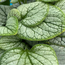 Brunnera 'Frostbite'