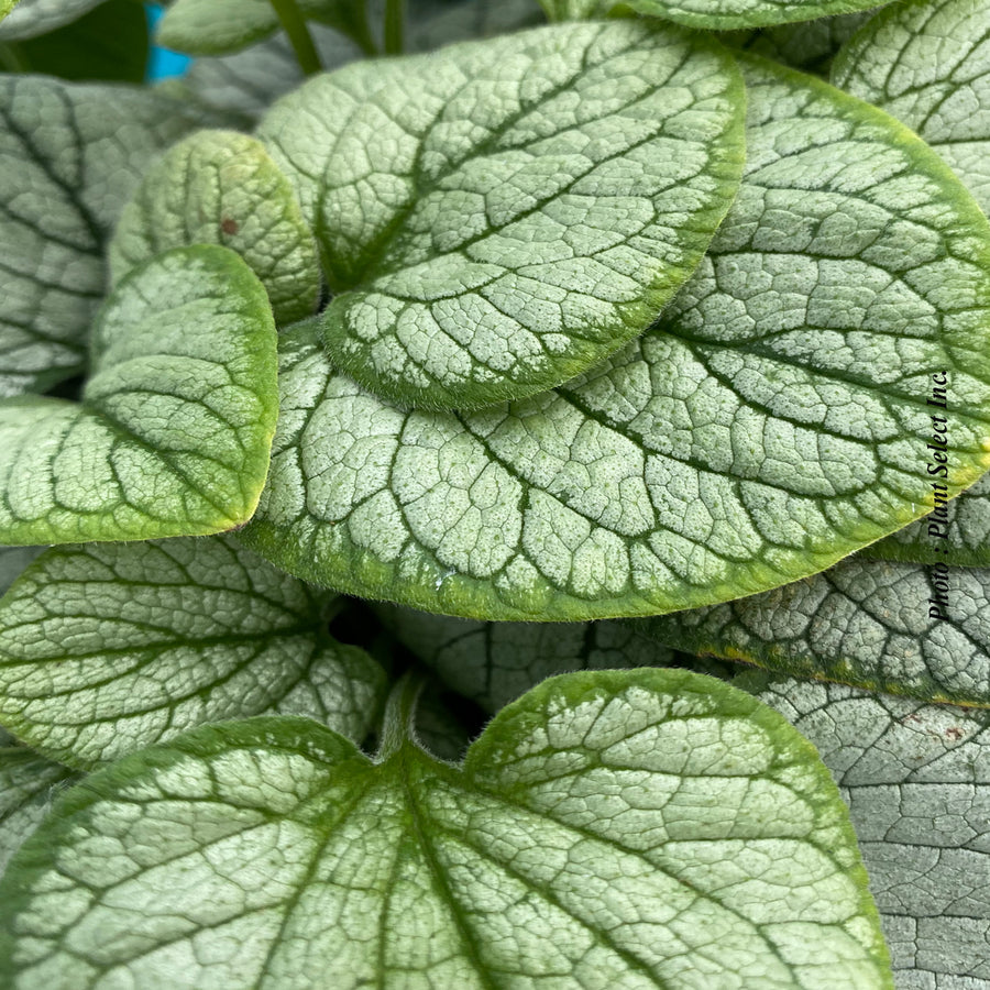 Brunnera 'Frostbite'