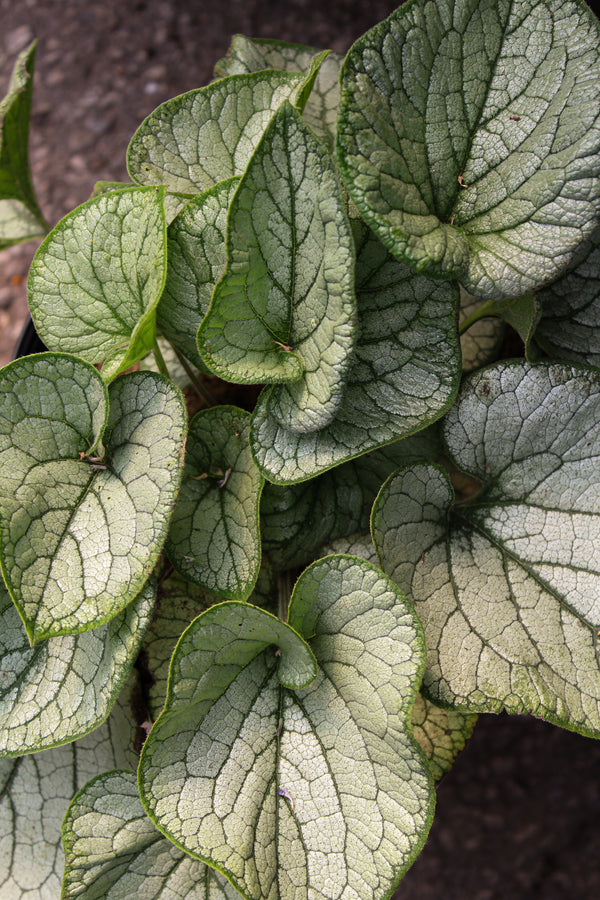Brunnera macrophylla 'Jack Frost'