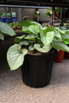 Brunnera macrophylla 'Jack Frost'