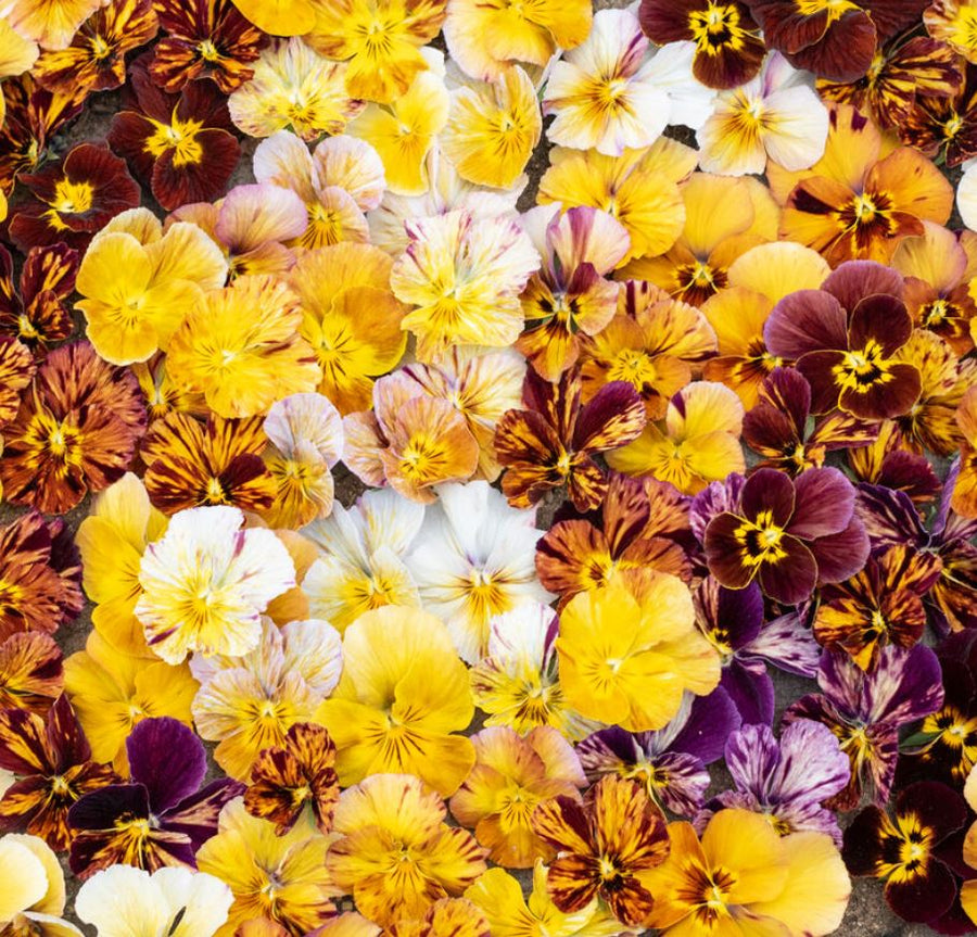 Violet 'Brush Strokes' organic