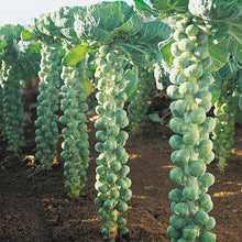 Semences Chou de Bruxelles 'Di Bruxelles' (Brassica oleracea var.