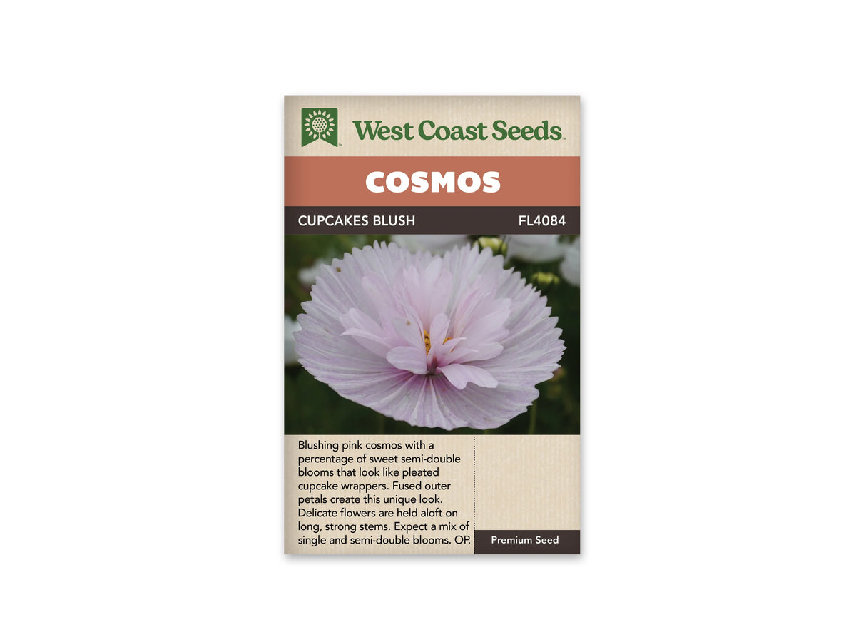 Sachet Cupcakes Blush de West Coast Seeds sur fond blanc. Une grande fleur rose très pâle forme une coupe plissée, avec des pétales dressés au centre et un peu de jaune visible. Le fond de la photo est vert foncé. Le bandeau orangé indique Cosmos; Cupcakes Blush et la référence FL4084 figurent dans la bande brune.