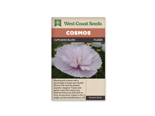 Sachet Cupcakes Blush de West Coast Seeds sur fond blanc. Une grande fleur rose très pâle forme une coupe plissée, avec des pétales dressés au centre et un peu de jaune visible. Le fond de la photo est vert foncé. Le bandeau orangé indique Cosmos; Cupcakes Blush et la référence FL4084 figurent dans la bande brune.