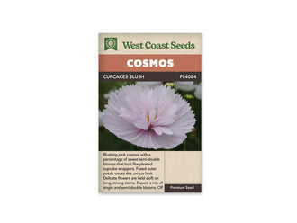 Sachet Cupcakes Blush de West Coast Seeds sur fond blanc. Une grande fleur rose très pâle forme une coupe plissée, avec des pétales dressés au centre et un peu de jaune visible. Le fond de la photo est vert foncé. Le bandeau orangé indique Cosmos; Cupcakes Blush et la référence FL4084 figurent dans la bande brune.