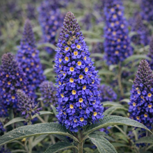Buddleja 'Adonis Blue'