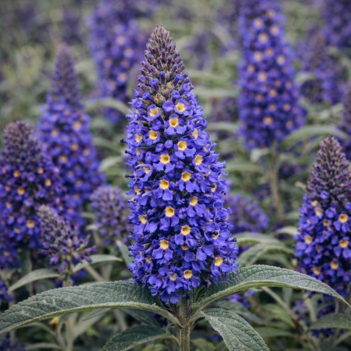 Buddleja 'Adonis Blue'