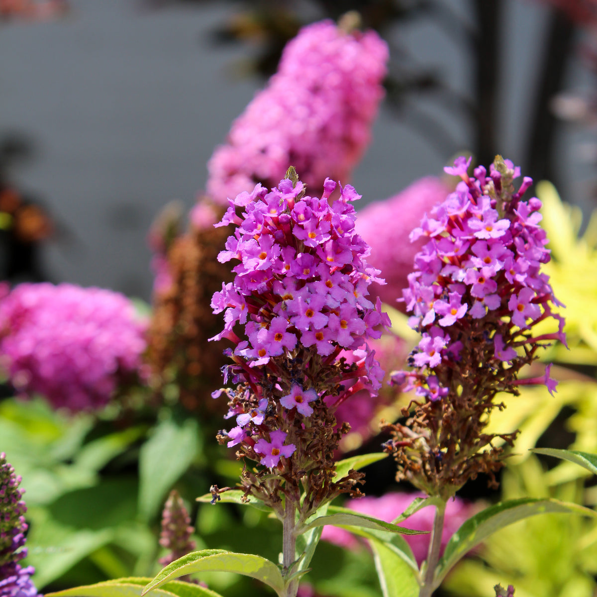 Buddleia 'Birthday Cake'