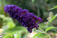Buddleia 'Black Knight'
