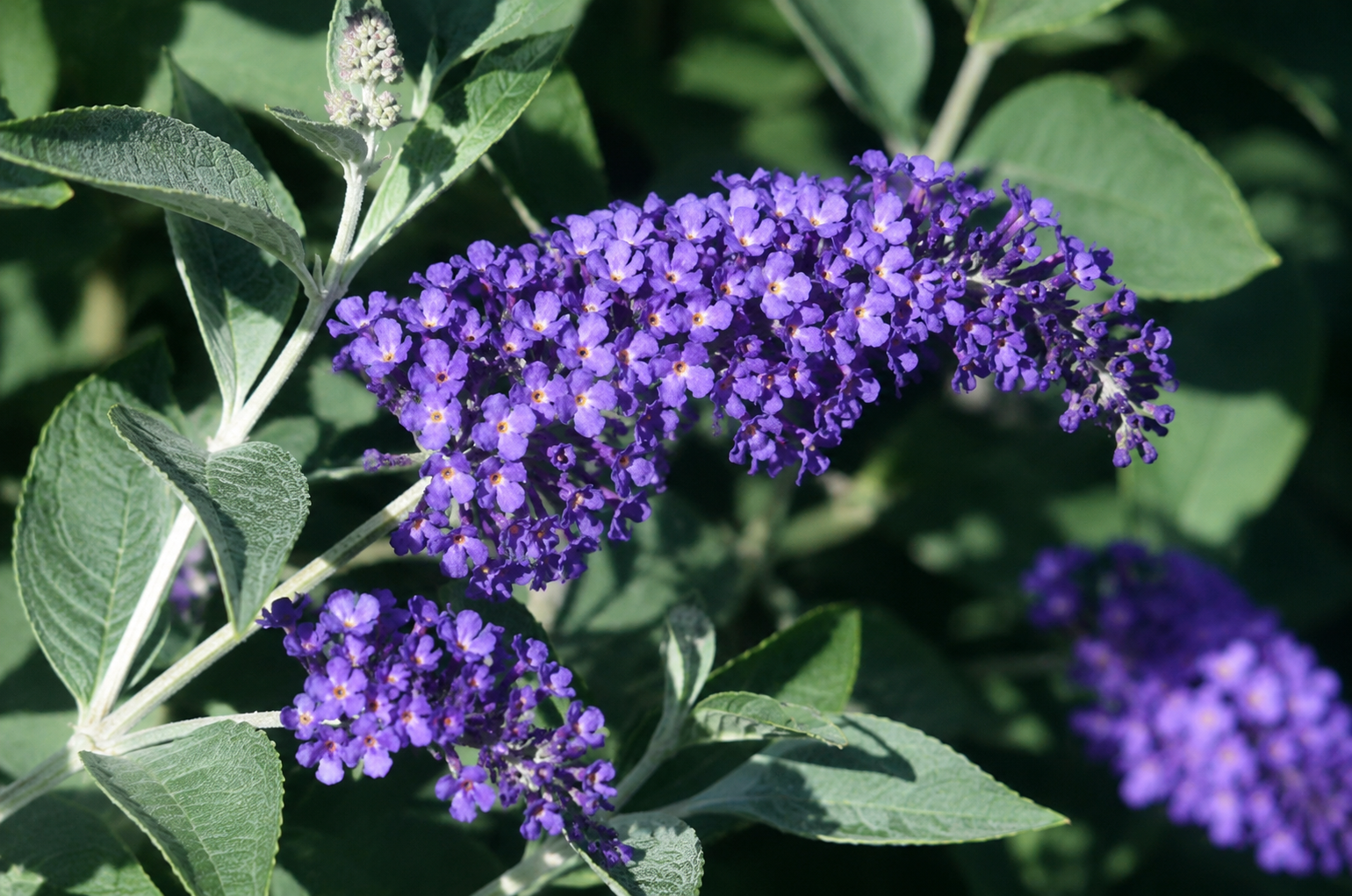 Buddleia 'Blue Heaven'
