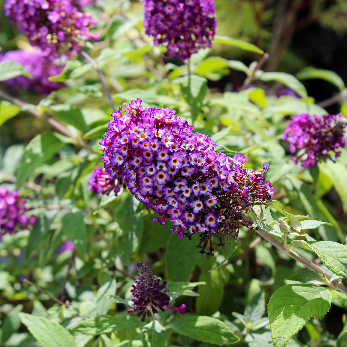 Buddleia 'Blueberry Pie'