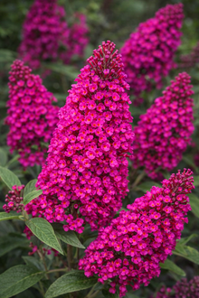 Buddleja 'Buzz Hot Raspberry'
