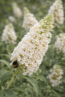 Buddleja 'Buzz Ivory'