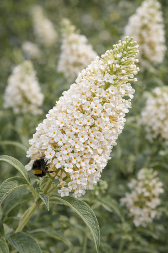 Arbre aux papillons ‘Buzz Ivory’ (Buddleja)