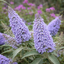 Buddleja 'Buzz Sky Blue'