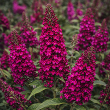 Buddleja 'Chrysalis Cranberry'