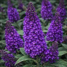 Buddleia 'Chrysalis Purple'