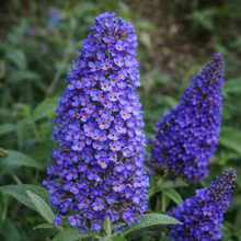 Buddleja 'Ellen's Blue'