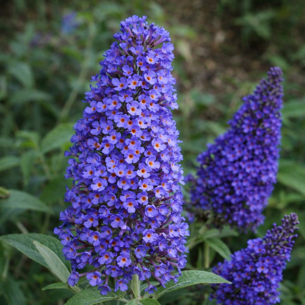 Buddleja 'Ellen's Blue'