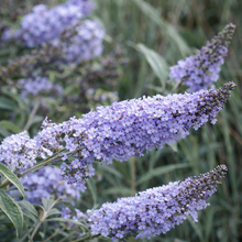 Buddleja 'Glass Slippers'