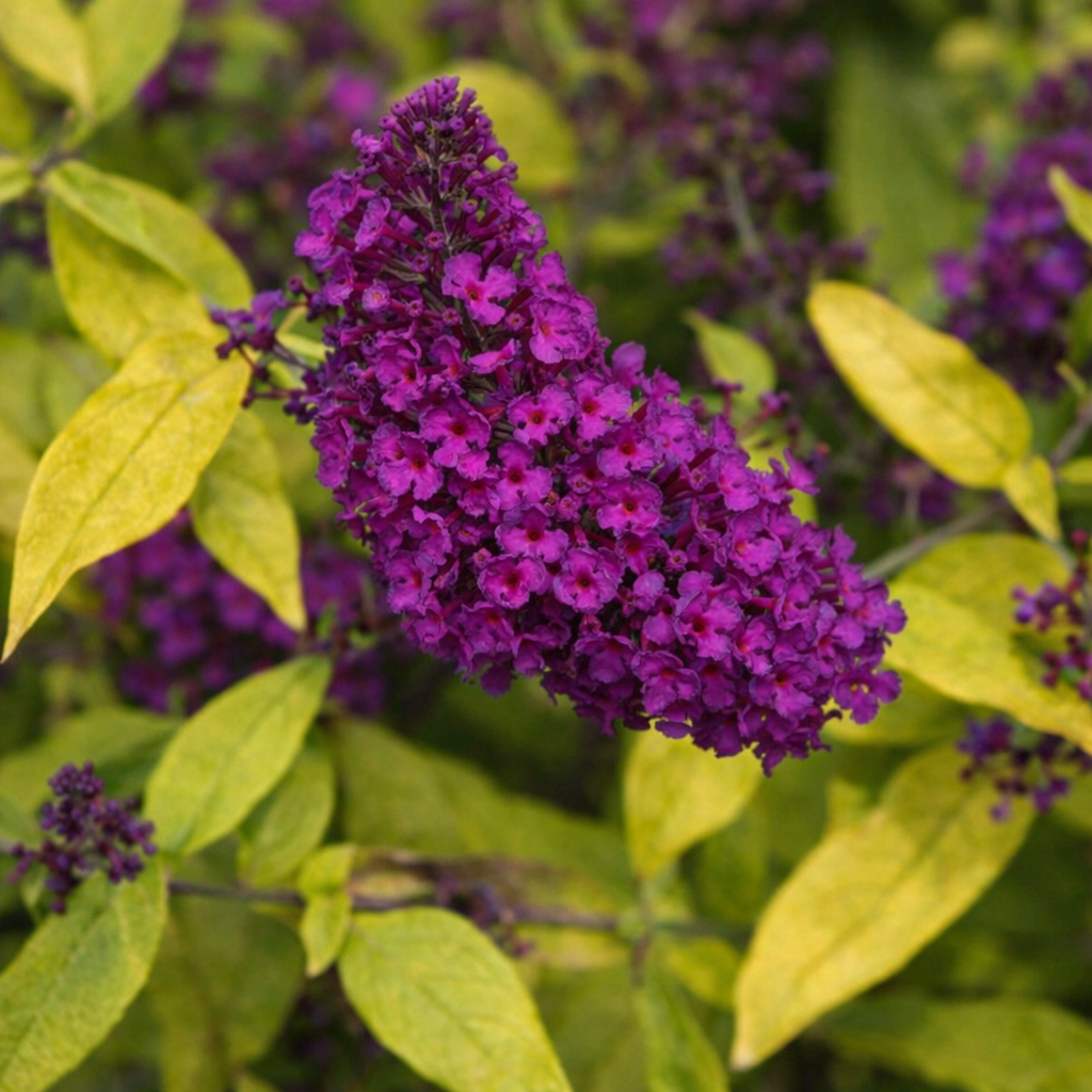 Buddleja 'Gold Drop'