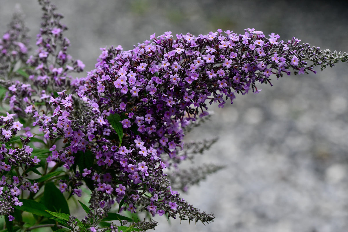 Buddleja 'Grand Cascade'