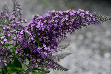Buddleja 'Grand Cascade'