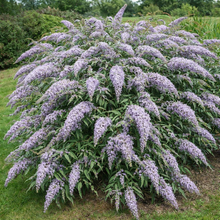 Buddleja 'Grand Cascade'