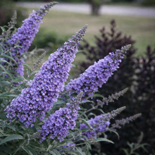 Buddleja 'Lavender Cupcake'