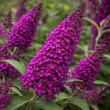 Buddleja 'Magenta Munchkin'