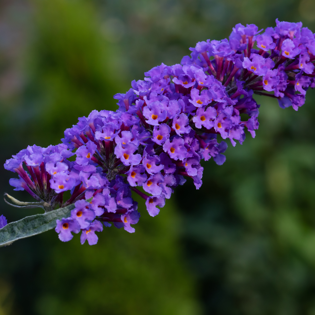 Buddleja 'Nanho Blue'