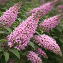 Buddleja 'Pink Cascade'