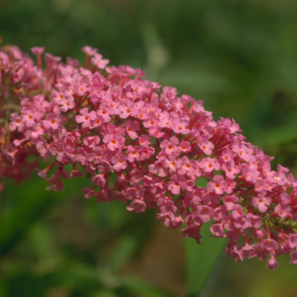 Buddleia 'Pink Delight'