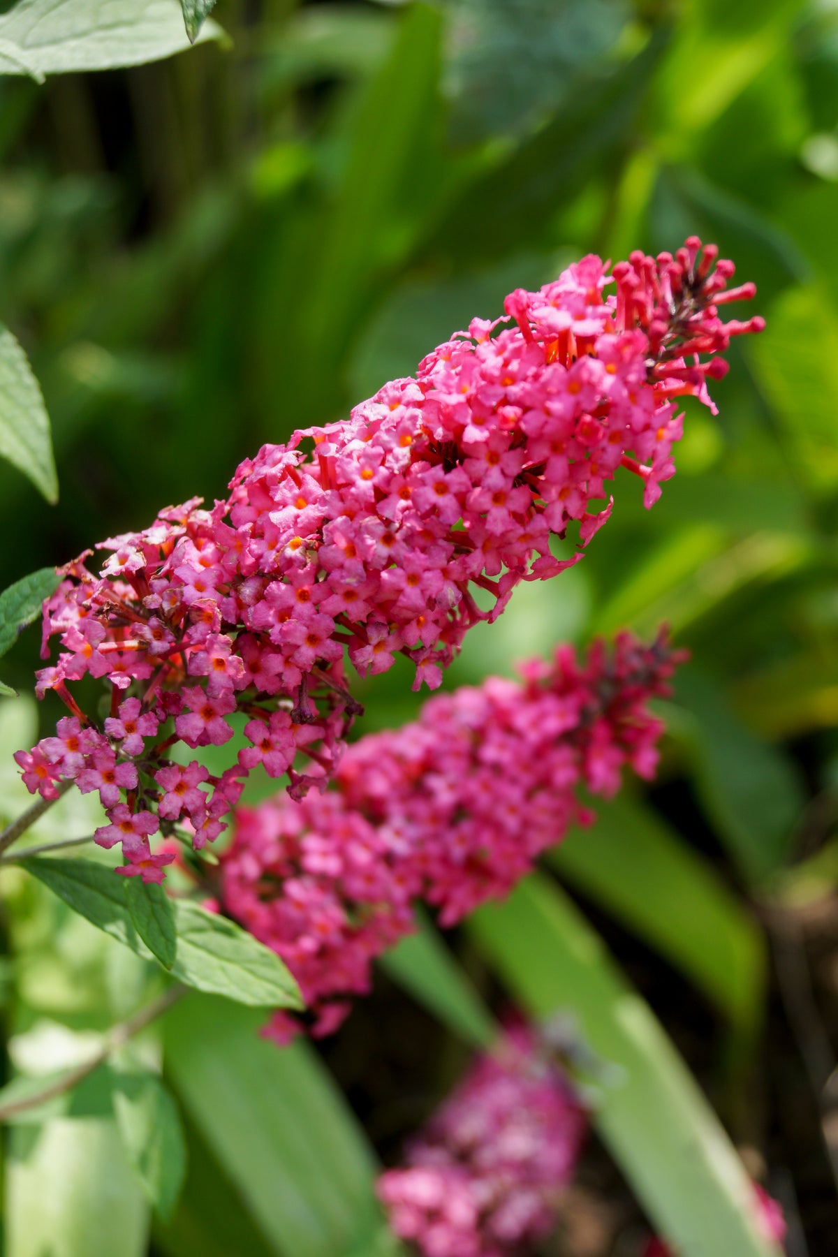 Buddleja 'Prince Charming'