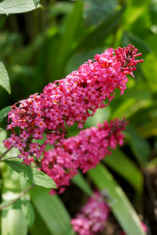 Buddleja 'Prince Charming'