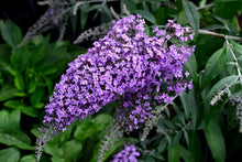 Buddleja 'Purple Emperor'
