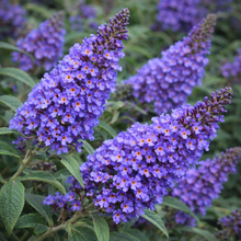 Buddleia davidii 'Chrysalis Blue'