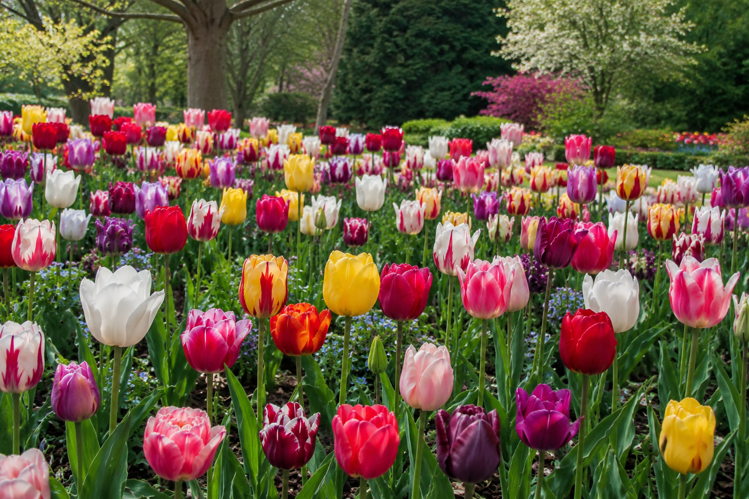Bulbes d’automne en rabais pour floraison printanière au Québec