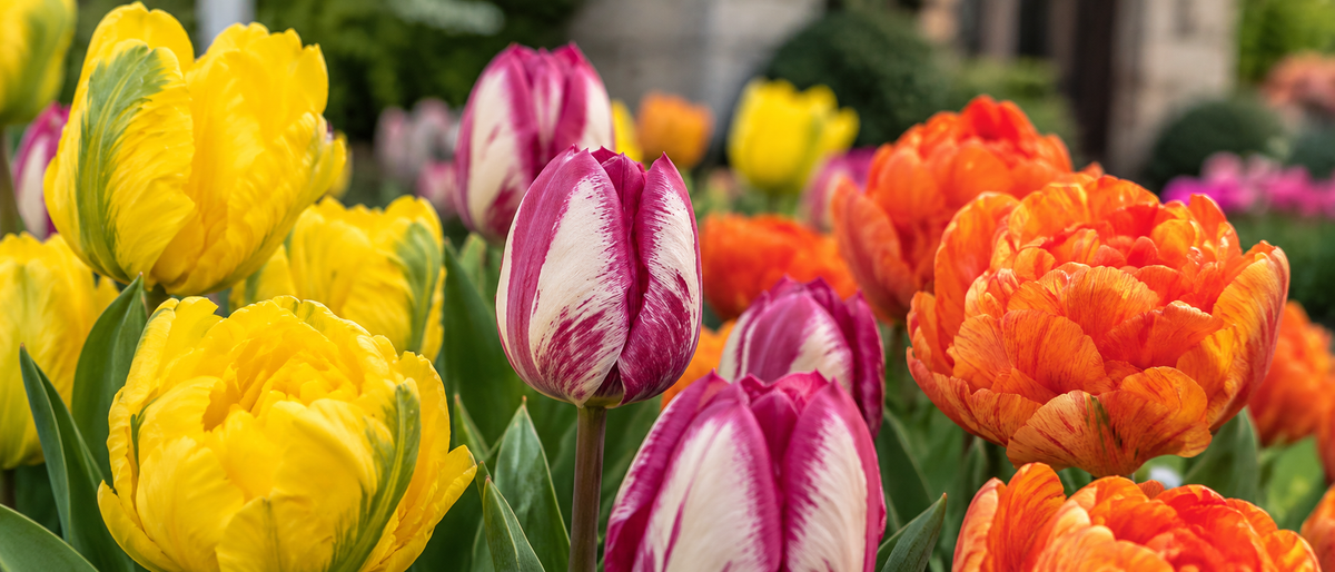 Tulipes en fleurs dans un jardin printanier