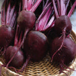 Beet  'Bull's Blood'