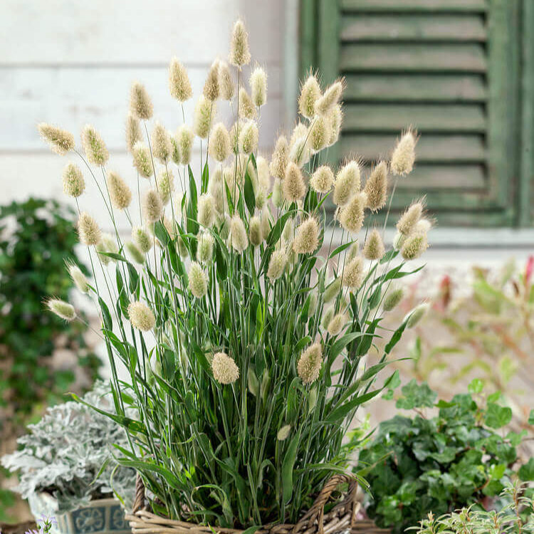 Herbe ornementale 'Lagure'