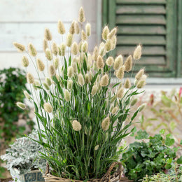 Herbe ornementale 'Lagure'