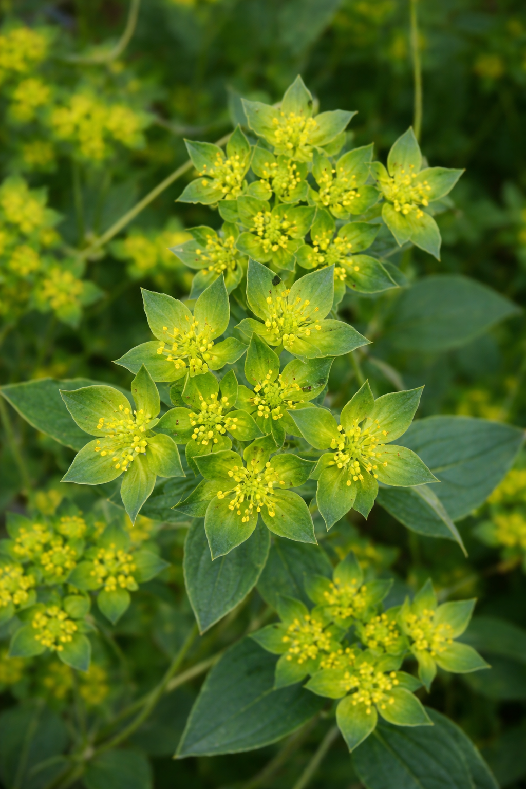 Bupleurum 'Green Gold' organic