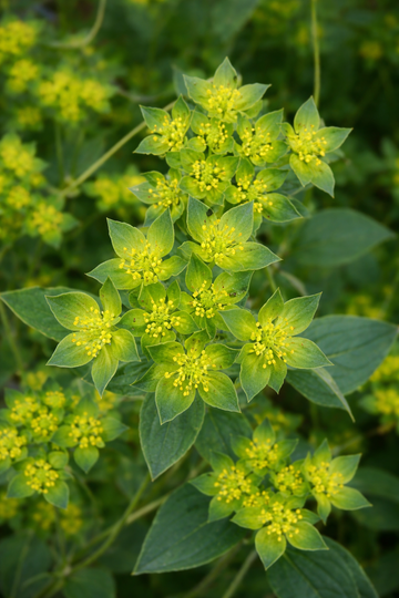 Buplèvre 'Green Gold' bio
