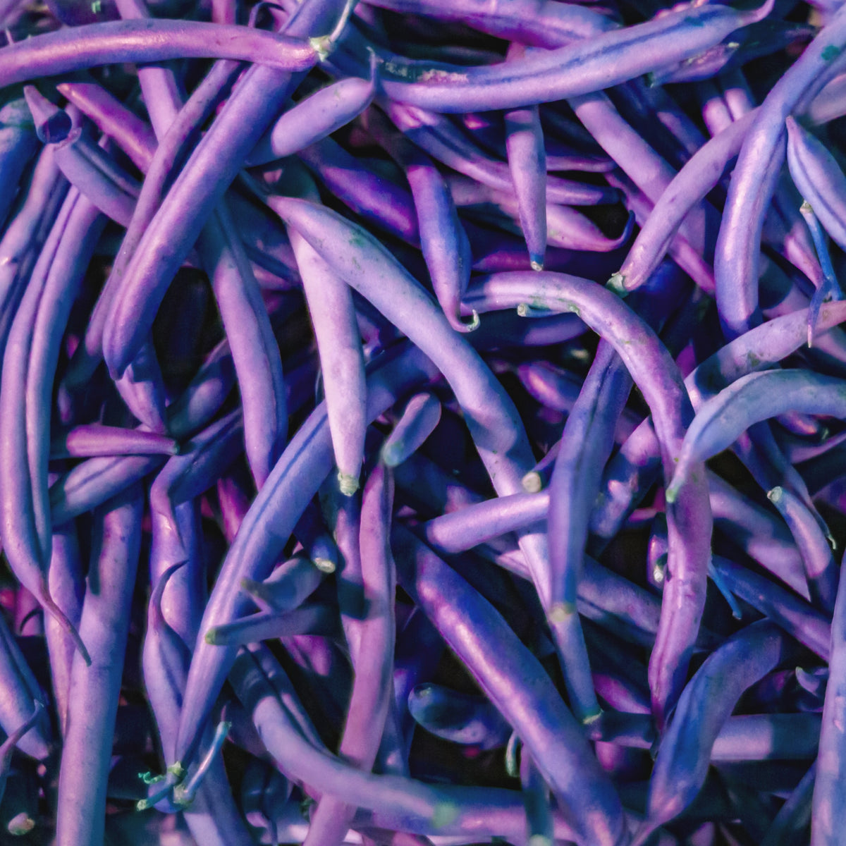 Photo de Haricot Nain Royal Burgundy. La couleur caractéristique est : pourpre foncé. Les fruits présentent cette forme : ronde. Le visuel permet d'observer les contours, les teintes et la disposition des éléments présentés. Les détails de forme et les contrastes donnent un aperçu de l'apparence de cette plante ou de sa récolte.