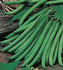Semences Haricot nain 'Allure' (Phaseolus vulgaris)